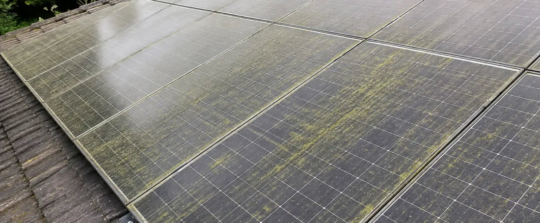 how to remove algae from roof shingles
